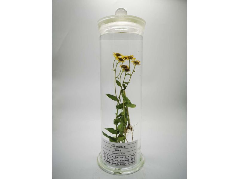 中藥浸制標本-旋復花